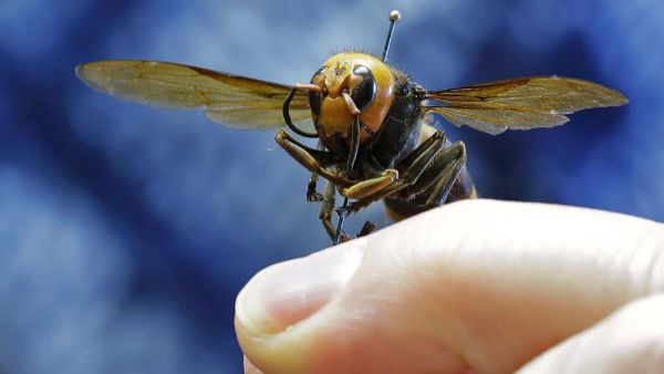 ಕೊರೊನಾ ಆಯ್ತು ಈಗ ಜಪಾನ್‌ನಿಂದ ಅಮೆರಿಕಕ್ಕೆ ಕಾಲಿಟ್ಟ 'ಮರ್ಡರ್ ಹಾರ್ನೆಟ್'