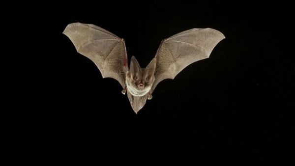 ಮೀರತ್‌ನಲ್ಲಿ ಬಾವುಲಿಗಳ ಸರಣಿ ಸಾವು, ಹೆಚ್ಚಿದ ಆತಂಕ