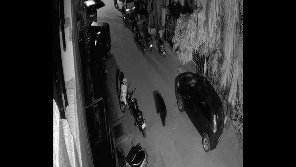 ಚಿತ್ರದುರ್ಗದಲ್ಲಿ ರಾಜಾರೋಷವಾಗಿ ಓಡಾಡಿದ ಕರಡಿ