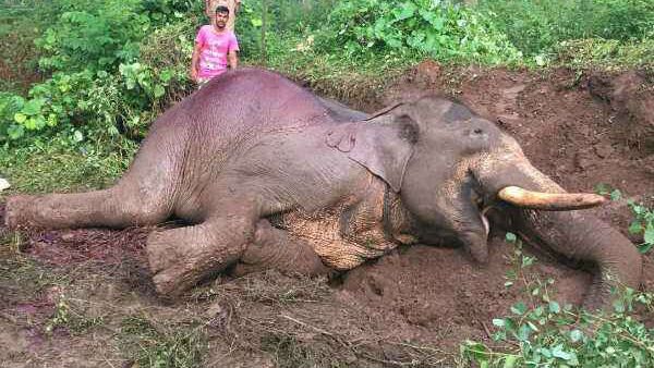 ಚಾಮರಾಜನಗರದಲ್ಲಿ ಮರುಕಳಿಸಿದ ಆನೆ ಸಾವಿನ ಪ್ರಕರಣಗಳು