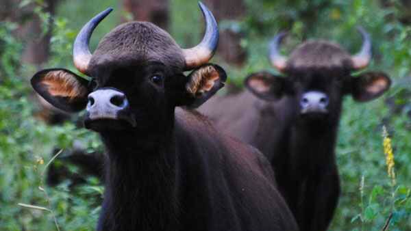 ಕಾಡಿಗೆ ಸಾಗಿಸುವ ವೇಳೆ ಕಾಡುಕೋಣ ಸಾವು: ಪೊಲೀಸ್ ದೂರು