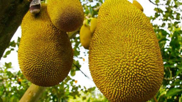 ಕೇರಳದಲ್ಲಿ ಬೃಹದಾಕಾರದ ಹಲಸಿನ ಹಣ್ಣು, ಗಿನ್ನಿಸ್ ದಾಖಲೆಗೆ ರೆಡಿ