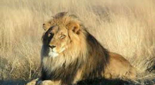 ಗಿರ್ ಅರಣ್ಯದಲ್ಲಿ ಮೂರು ತಿಂಗಳ ಅಂತರದಲ್ಲಿ 23 ಸಿಂಹಗಳ ಸಾವು