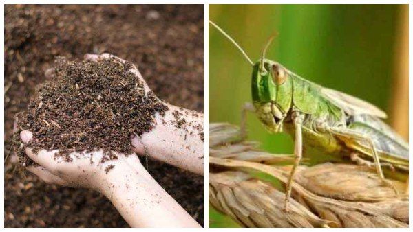 ಮಿಡತೆ ದಾಳಿ; “ತಿನ್ನೋ ಅನ್ನಕ್ಕೆ ಮಣ್ಣಾಕಿ” ಬೆಳೆ ಉಳಿಸಿಕೊಳ್ಳಬಹುದಂತೆ...!