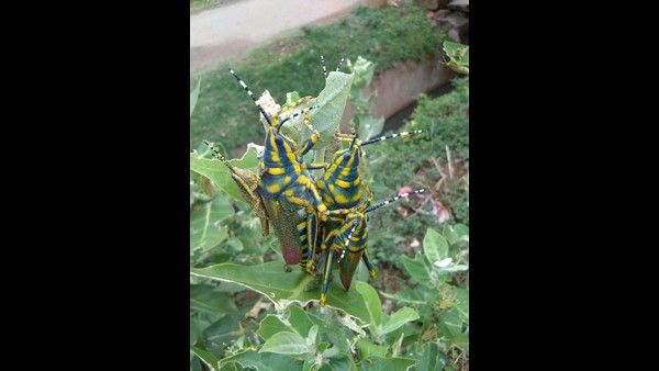 ಚಿತ್ರದುರ್ಗದಲ್ಲೂ ಕಂಡುಬಂದ ಮಿಡತೆಗಳು; ರೈತರಲ್ಲಿ ಆತಂಕ