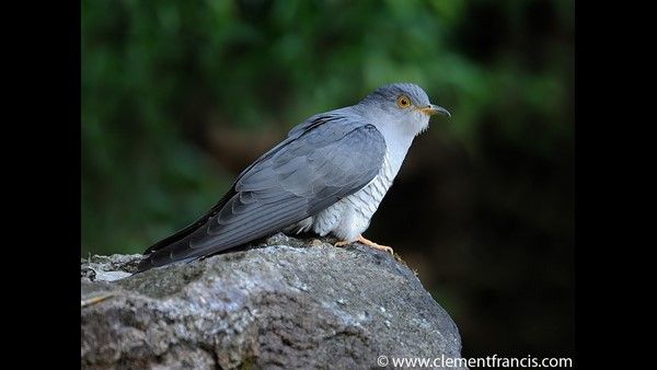 7 ದಿನಗಳಲ್ಲಿ 6000 ಕಿ.ಮೀ ಕ್ರಮಿಸಿದ ಈತ ಅಸಾಮಾನ್ಯ!