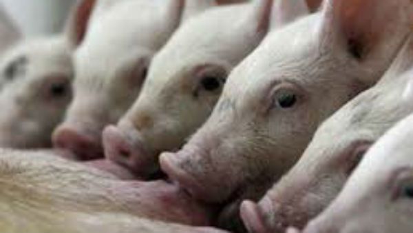 ಭಾರತದಿಂದ ಆಮದು ನಿರ್ಬಂಧ; ಹಂದಿ ಮಾಂಸ ಸೇವನೆಗೆ ಬೆದರಿತಾ ಚೀನಾ?