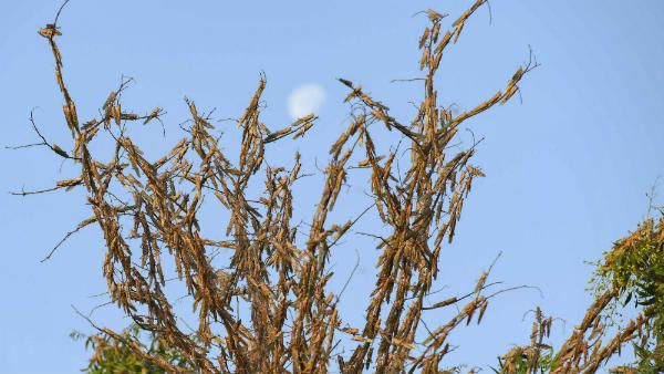 ಮಿಡತೆ ದಾಳಿ ತಡೆಗೆ ರೈತರಿಗೆ ಕೃಷಿ ಇಲಾಖೆ ಸಲಹೆಗಳು
