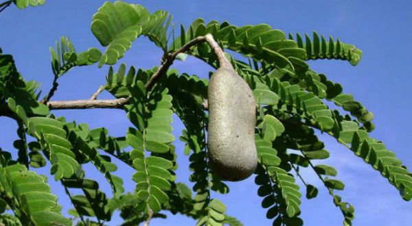 ಸ ರಘುನಾಥ ಅಂಕಣ; ದ್ವೇಷದ ಕಿಚ್ಚು, ಹುಣಿಸೆ ಕೊರಳಿಗೆ ಮಚ್ಚು