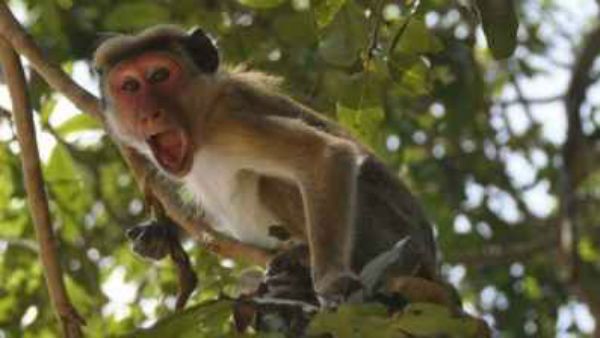 ಮೀರತ್: ಕೋತಿಗಳ ಕೈಯಲ್ಲಿ ಕೊರೊನಾ ವೈರಸ್ ಶಂಕಿತರ ಭವಿಷ್ಯ!