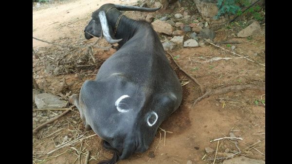 ಚಂದ್ರಗ್ರಹಣ ಎಫೆಕ್ಟ್; ಎಮ್ಮೆಗಳಿಗೂ ಹಿಡಿದ ಗ್ರಹಣ!