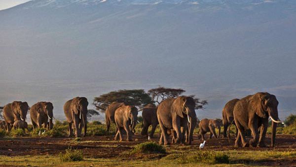 ನಾಲ್ಕು ದಿನಕ್ಕೆ ಒಂದಾನೆ ಸಾವು, ಭಾರತದಲ್ಲೇ ಹೀಗಾದ್ರೆ ಹೇಗೆ?