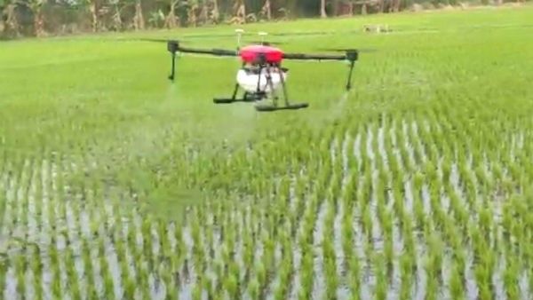 ರೈತರೇ.. ಕಳೆನಾಶಕಕ್ಕೆ ಯೂರಿಯಾ ಮಿಶ್ರಣ ಬೇಡ: ಕೃಷಿ ತಜ್ಞರ ಅಭಿಪ್ರಾಯ