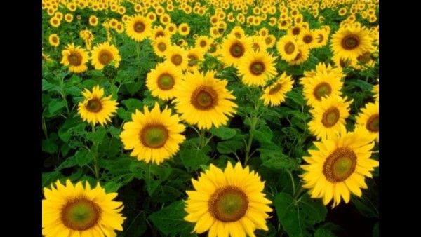 ರಸ್ತೆ ಬದಿ ಅರಳಿದ ಸೂರ್ಯಕಾಂತಿ, ಪ್ರವಾಸಿಗರಿಲ್ಲದೆ ರೈತರಿಗೆ ನಿರಾಶೆ