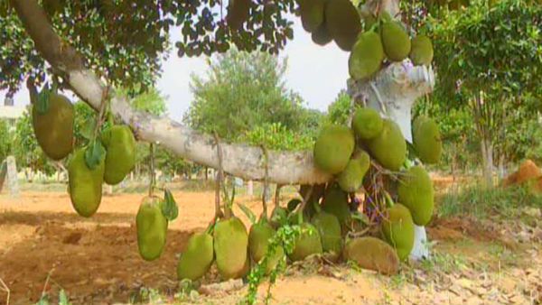 ಕೋಲಾರದ ಪ್ರಖ್ಯಾತ ಹಲಸಿನ ತೋಟದಲ್ಲೀಗ ಹಲಸಿನ ಖಾದ್ಯಗಳೂ ರೆಡಿ...