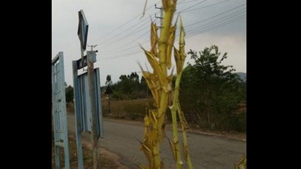 ಕೋಲಾರದಲ್ಲಿ ಎರಡನೇ ಬಾರಿ ಪ್ರತ್ಯಕ್ಷವಾದ ಮಿಡತೆ ದಂಡು