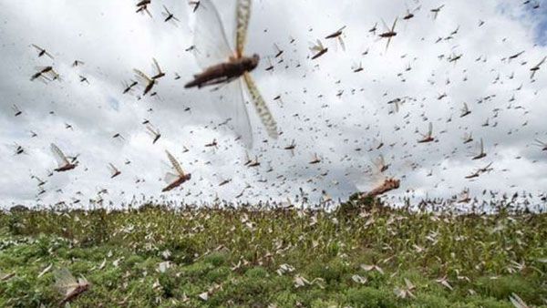 ದೆಹಲಿಗೆ ದಾಳಿಯಿಟ್ಟ ಮಿಡತೆಗಳು: ರಾಷ್ಟ್ರ ರಾಜಧಾನಿ ಹೈ ಅಲರ್ಟ್