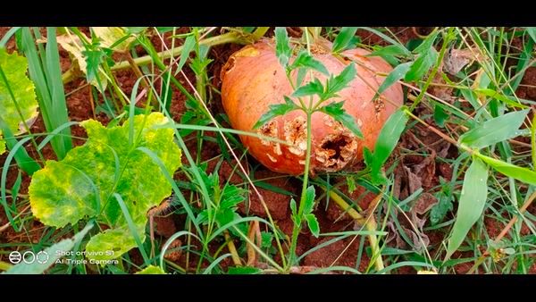 ಮೈಸೂರಿನಲ್ಲಿ ಕಾಡಂಚಿನ ರೈತರಿಗೆ ನವಿಲು ಕಾಟ