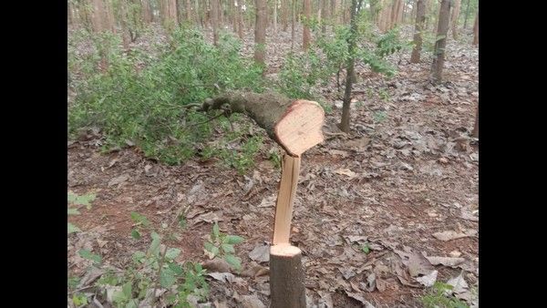 ಚಿಕ್ಕಮಗಳೂರು: ಲಕ್ಷಾಂತರ ರೂ. ಬೆಲೆಬಾಳುವ ಶ್ರೀಗಂಧ ಮರಗಳ ಕಳ್ಳತನ