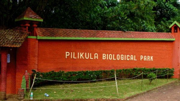 ಪಿಲಿಕುಳ ನಿಸರ್ಗಧಾಮದಲ್ಲಿ ನಾಯಿಗಳ ದಾಳಿಗೆ ಹತ್ತು ಬಾರ್ಕಿಂಗ್ ಡೀರ್ ಸಾವು