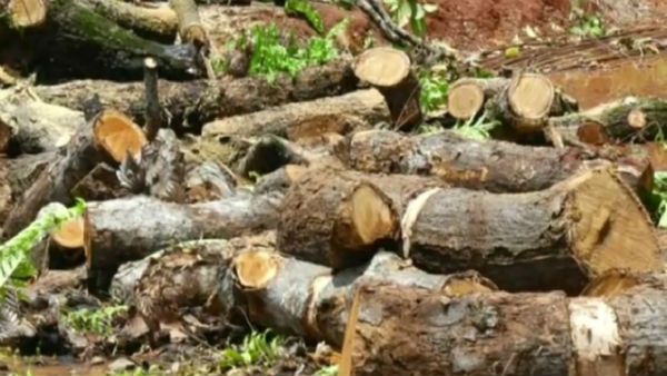 ಉಡುಪಿಯಲ್ಲಿ ಪರಿಸರ ದಿನದಂದೇ ಮರಗಳ ಹನನ