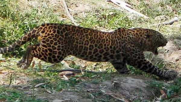 ಚಿರತೆ ಅಪಘಾತದಿಂದ ಸತ್ತಿಲ್ಲ; ಹೊಡೆದು ಸಾಯಿಸಲಾಗಿದೆ