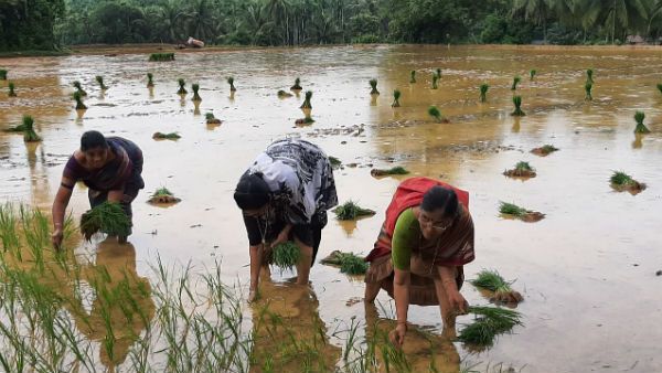 ಲಾಕ್‌ಡೌನ್: ಭತ್ತ ನಾಟಿ ಮಾಡಿದ ಕಾಂಗ್ರೆಸ್ ಮಾಜಿ ಶಾಸಕರು!