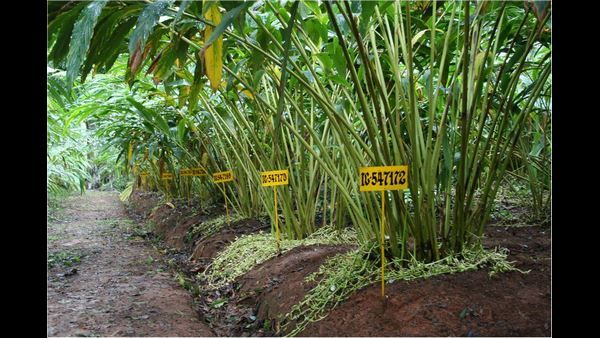 ಕೊಡಗಿನ ಬೆಳೆಗಾರರು ಸಾಂಬಾರ ರಾಣಿ ಏಲಕ್ಕಿಯನ್ನು ಕೈಬಿಟ್ಟಿದ್ದೇಕೆ?