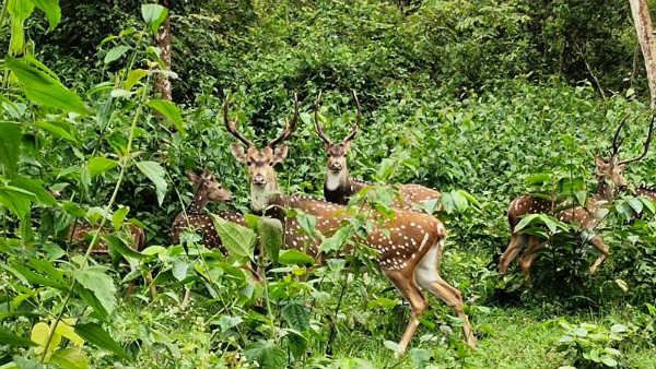 ಹಚ್ಚ ಹಸಿರ ನಾಗರಹೊಳೆ ಅರಣ್ಯದಲ್ಲಿ ವನ್ಯ ಪ್ರಾಣಿಗಳ ನಲಿದಾಟ