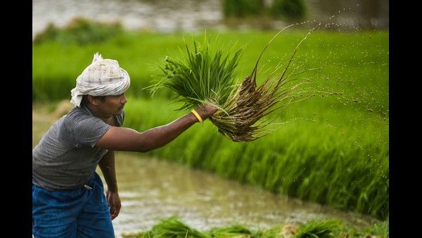 ನಿಮ್ಮ ಕೃಷಿ ಭೂಮಿಗೆ ಯಾವುದನ್ನು ನೀಡುತ್ತೀರಿ? ನೀವೇ ನಿರ್ಧರಿಸಿ...