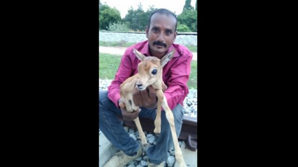 ಕೋಲಾರದಲ್ಲಿ ರೈಲ್ವೆ ಹಳಿಗಳ ನಡುವೆ ಸಿಲುಕಿಕೊಂಡಿದ್ದ ನವಜಾತ ಜಿಂಕೆಮರಿ ರಕ್ಷಣೆ