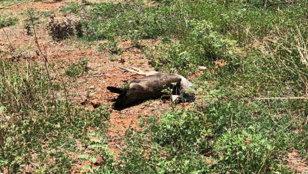 ಚಿತ್ರದುರ್ಗದಲ್ಲಿ ವಿಷಾಹಾರ ಸೇವಿಸಿ ನವಿಲುಗಳು ಸಾವು