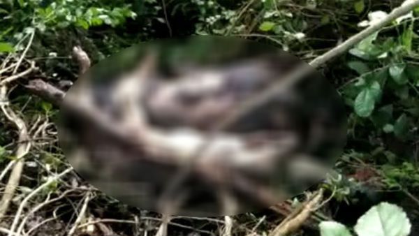 ಮೈಸೂರು: ಕಾಡು ಪ್ರಾಣಿಗಳ ಬೇಟೆಗೆ ಸಿಡಿಮದ್ದು ಇಟ್ಟ ಕಿಡಿಗೇಡಿಗಳು