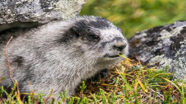 ಚೀನಾದಲ್ಲಿ 'ಬುಬೊನಿಕ್ ಪ್ಲೇಗ್' ಮತ್ತೊಂದು ಮಾರಣಾಂತಿಕ ರೋಗ ಪತ್ತೆ