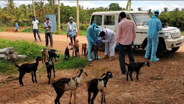 ಕುರಿಗಳಿಗೆ ಕೋವಿಡ್-19 ಪರೀಕ್ಷೆ; ಭೋಪಾಲ್ ನಿಂದ ಬಂತು ಸ್ವ್ಯಾಬ್ ಟೆಸ್ಟ್ ವರದಿ!
