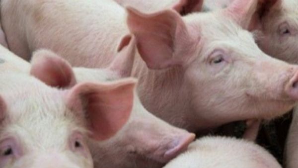 ಚೀನಾದಲ್ಲಿ ಕಾಣಿಸಿಕೊಂಡ ಹಂದಿ ಜ್ವರ : ವಿಶ್ವ ಆರೋಗ್ಯ ಸಂಸ್ಥೆಯಿಂದ ಮಾಹಿತಿ