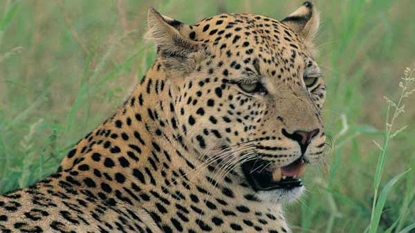 ಚಿಂಚೋಳಿ ವನ್ಯಜೀವಿ ಧಾಮದಲ್ಲಿ 3 ಹಸುಗಳನ್ನು ತಿಂದ ಚಿರತೆ