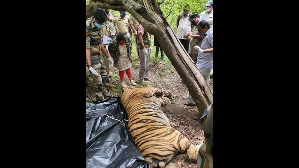 ಎಚ್.ಡಿ.ಕೋಟೆ ಬೇಗೂರು ವಲಯದಲ್ಲಿ ಗಂಡು ಹುಲಿ ಸಾವು