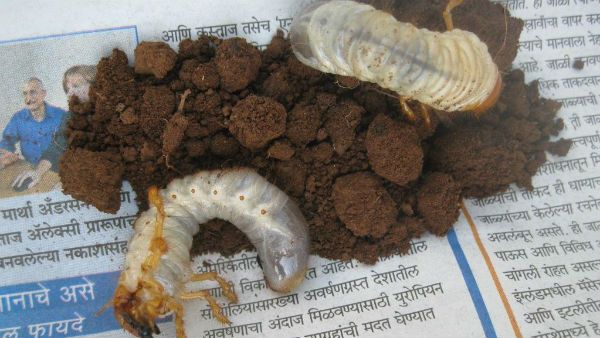 ಗೊಣ್ಣೆ ಹುಳುಗಳ ನಿರ್ವಹಣೆಗೆ ಕೃಷಿ ಇಲಾಖೆಯ ಸಲಹೆಗಳು...