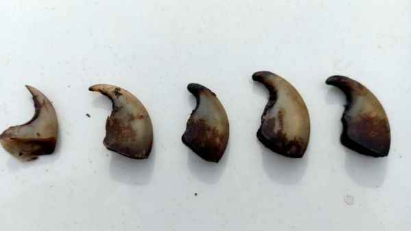 ಶಿವಮೊಗ್ಗ: ಹುಲಿ ಉಗುರು ಮಾರುತ್ತಿದ್ದ ಮೂವರ ಬಂಧನ