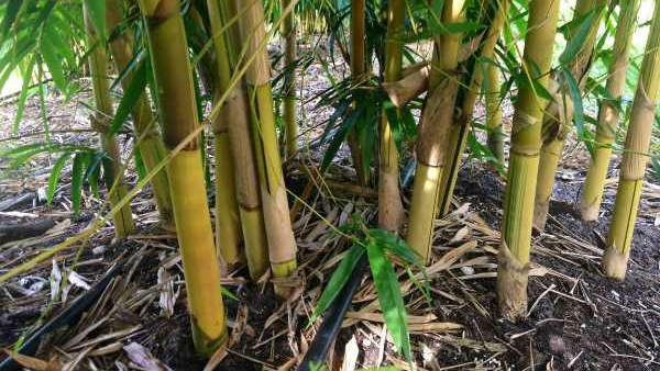 ಉಪಕಸುಬಾಗಿ ಬಿದಿರಿನ ಕೃಷಿ; 