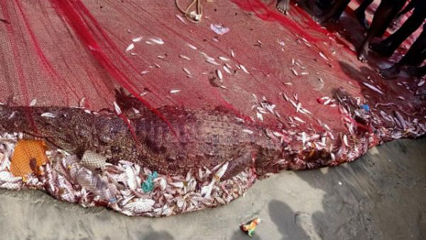 ಭಟ್ಕಳದಲ್ಲಿ ಮೀನಿಗಾಗಿ ಹಾಕಿದ್ದ ಬಲೆಯಲ್ಲಿ ಸಿಕ್ಕಿದ್ದೇನು ಗೊತ್ತಾ?