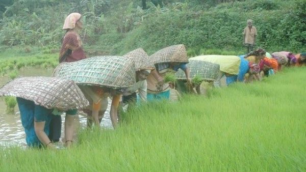 ಕೊಡಗಿನ ಜಿಟಿ ಜಿಟಿ ಮಳೆಯೂ... ಕಕ್ಕಡ ಪದ್ನಟ್ ಆಚರಣೆಯೂ...