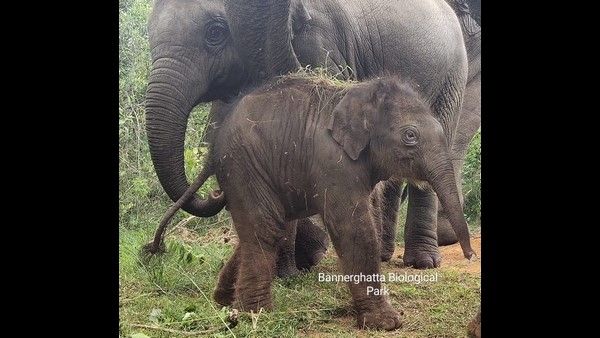ಬನ್ನೇರುಘಟ್ಟ ಉದ್ಯಾನ: ಮರಿ ಆನೆಗೆ 'ಸುಧಾಮೂರ್ತಿ' ಹೆಸರು