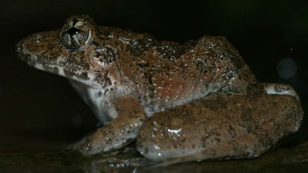 ಪಶ್ಚಿಮ ಘಟ್ಟದ ತಪ್ಪಲಿನಲ್ಲಿ ಪೂರ್ವ ಘಟ್ಟದ ಅಪರೂಪದ 'ಕಳಿಂಗ ಕಪ್ಪೆ' ಪತ್ತೆ