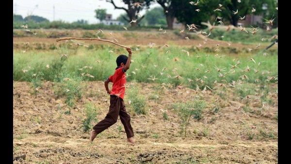 ಹೋದ್ಯಾ ಪಿಶಾಚಿ ಅಂದ್ರೆ… ಬಂದೆ ಗವಾಕ್ಷೀಲಿ… ಎಂದ ಮಿಡತೆಗಳು