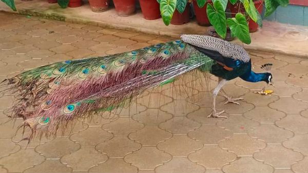 ವಿದ್ಯುತ್ ತಂತಿಗೆ ಬಲಿಯಾದ ನವಿಲು; ಅಂತಿಮ ನಮನ ಸಲ್ಲಿಸಿದ ಸ್ಥಳೀಯರು