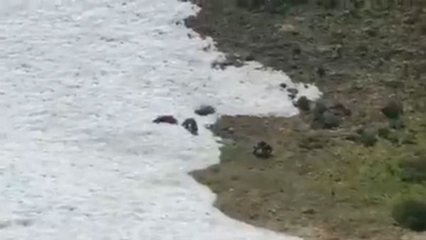 100 ವರ್ಷಗಳ ನಂತರ ಅಮೆರಿಕಾದ ರಾಷ್ಟ್ರೀಯ ಉದ್ಯಾನವನಕ್ಕೆ ಮರಳಿದ ವೊಲ್ವೆರಿನ್‌ಗಳು