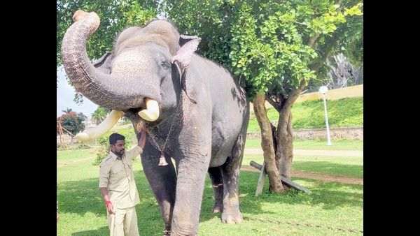 ಮೈಸೂರು ದಸರಾ 2020: ಅರ್ಜುನನ ಉತ್ತರಾಧಿಕಾರಿಗೆ ಹುಡುಕಾಟ?