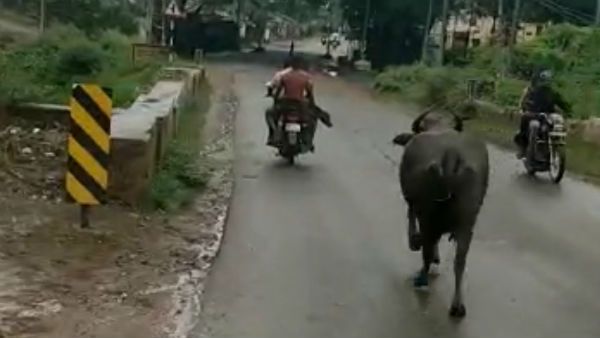 ದಾವಣಗೆರೆ: ತನ್ನ ಕರುವಿಗಾಗಿ ಬೈಕ್ ಹಿಂದೆಯೇ ಓಡಿದ ಎಮ್ಮೆ, ವಿಡಿಯೋ ವೈರಲ್